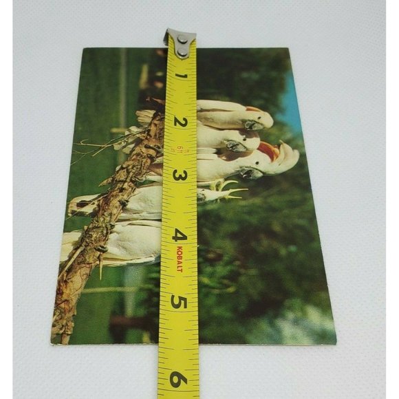 Gulf Stream Card Cockatoos At Hialeah Park Florida Miami Bird Postcard Animal - Picture 12 of 12